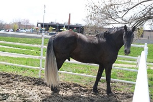 Horse Picture 1